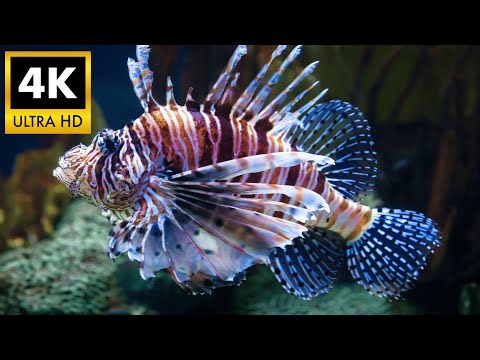 Relaxing Lionfish Tank Ambience 🐡 Tropical Fish in 4K HDR