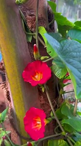 🌺 Hawaiian Sunset Vine – Rare Creeper Plant Available Now! 🌿 Bring the tropical charm of Hawaii to your garden! 🌞 The Hawaiian Sunset Vine (Stictocardia beraviensis) is a rare and fast-growing creeper known for its stunning orange-red trumpet flowers that look just like a glowing sunset. Perfect for arches, pergolas, and balcony walls. 💚 Features: ✨ Rare exotic vine with bright sunset-colored blooms 🌿 Ideal for full sunlight areas 🌸 Long blooming season with dense green foliage 🏡 Perfect 