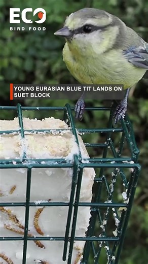Belmond Blue Tits: Intelligent Garden Visitors