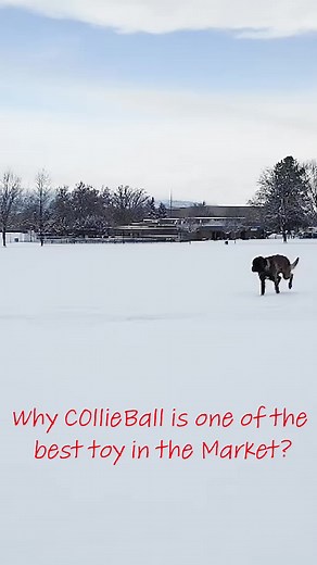 Why is Collieball one of The Best Toys for Herding Dogs? Collieball stimulates the herding behavior in dogs by providing a clear goal – to push the ball through the designated goal posts. This mimics their natural instinct to herd and chase after moving objects, making it an engaging physical and mental exercise for your pup. For more, check out our website in the bio :) And Huge thanks to @summit.adventuremal for this amazing edit!! . . . #collieball #herdingdog #herdingball #herdingbreed #bord
