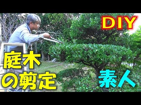 【庭木の剪定】 剪定の基本⇒怖がらずに思い切りバッサリ行きましょう‼植木剪定、庭木の手入れ、庭木の剪定時期、庭のdiy ガーデニングdiy、Gardening, Pruning of plants.