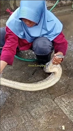 Capture of the 3rd Python Curtus #snake #snake #python