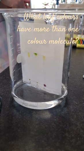 Paper chromatography of autumn leaf colours - Part 2