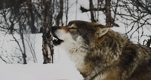 Grey Wolf Howling While Lying On Snowy Mountain. close up, side view