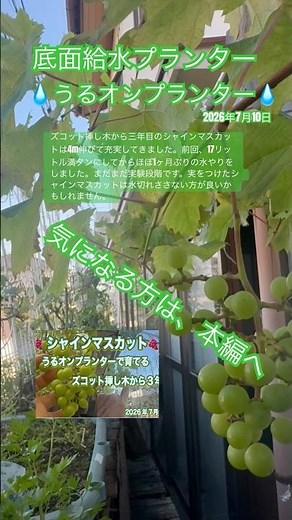 💧うるオンプランター💧で育てるシャインマスカット🍇直接うるオンプランターに挿し木して放置から三年目こんなに大きくなりました。 #エンジョイローズガーデンちっちゃい #シャインマスカット