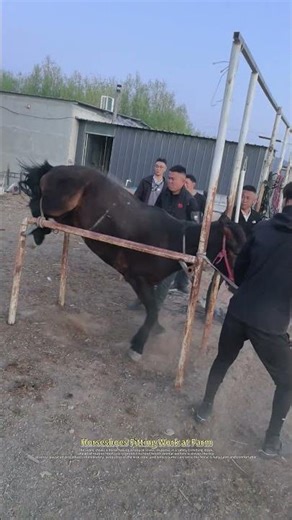 Safely Handling An Anxious Kicking Horse During Routine Hoof Care