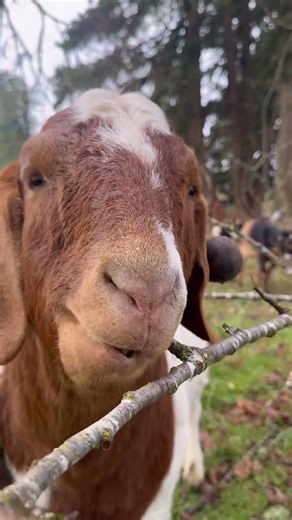 Your Daily Goat ASMR: Chewing Branch Edition