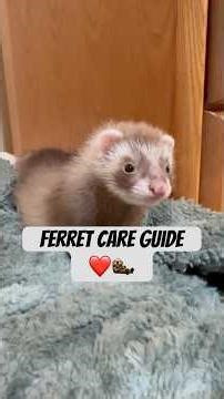 Ferret care guide :) #ferret #ferretcareguide