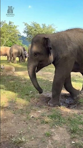 Elephant and Dog Friendship 🐘🐶 Heartwarming Animal Moments