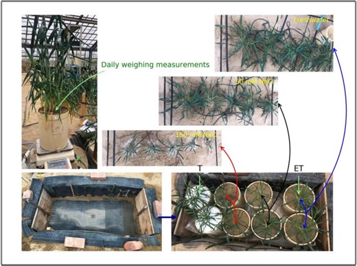 Study on Saline Water Irrigation and Triticale Growth | Soil Systems MDPI posted on the topic | LinkedIn