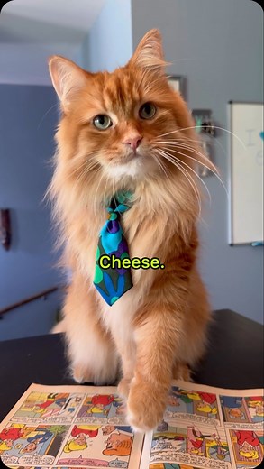 11K views · 5K reactions | When it comes to cheese, there’s only one answer. 燎 #cheeselover #catsofreels #funnycats | The Oreo Cat | Facebook