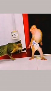 173K views · 893 reactions | #Monkeydody #monkey #meme #japan #india #canon #nikon #naturelovers #dankmemes #funnymemes #animal #memesdaily #dank #wildlife #wild #wildlifephotography #animallovers #zoo #jungle #animalsofinstagram #monkey #cuteanimals | Monkey Dody | Facebook