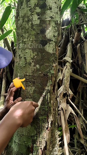 5.5K views · 12 comments | Grafting a Plant Using a Kitchen Knife #PlantGrafting #GraftingHack #KitchenKnifeTrick #GardeningIdeas #DIYGarden #CreativeGrafting #SimpleGrafting | Dza Zakaria | Facebook