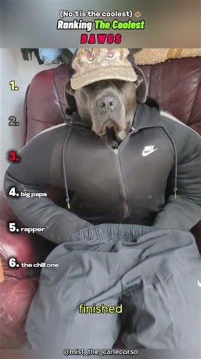 Ranking the coolest dogs 😎 #edit #shorts