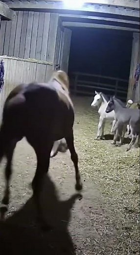 When Instinct Takes Over: A Mare's Incredible Defense