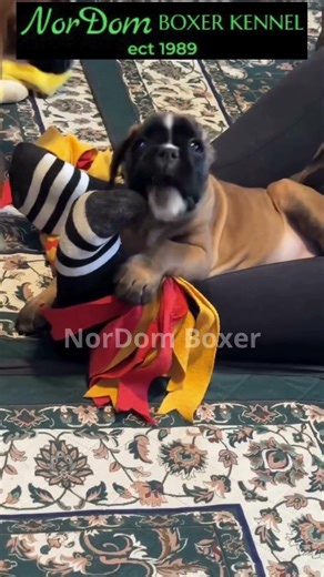 Our sweet Boxer girl clearly found her new favorite toy a guest’s toe | Nordom German Boxers Kennel