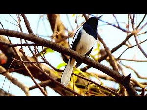 Melodic Songs of Oriental Magpie-Robin in Rainforest