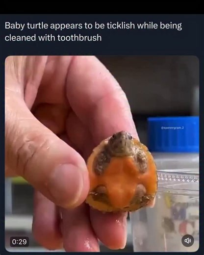 Spenner² on Instagram: "In this video (about 29 seconds long), a person is gently cleaning a tiny baby turtle with a soft toothbrush. The turtle is held upside down in one hand, and the toothbrush scrubs its underside (the plastron/belly area). The turtle reacts by: • opening its mouth wide repeatedly (looking like it’s “laughing” or smiling) • wiggling and flapping its tiny legs and head • squirming around The post captions it as the turtle appearing “ticklish” during cleaning, which makes it l