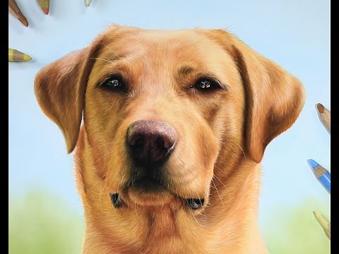 Red Labrador Drawing in Pastels | Pet Portrait