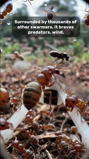 FLYING TERMITE POV: A New Colony Begins #viral #wildlife #nature #insectsrule #stickinsect #flytrap