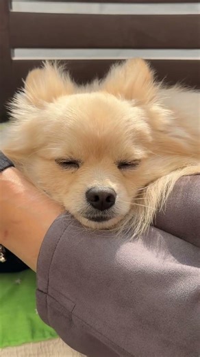 Sun-kissed literally ☀️ #newmusic #sun #dog