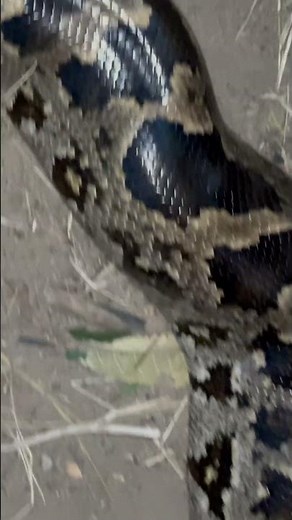 SHOCKING FOOTAGE: Reticulated Python Scales Night Movement