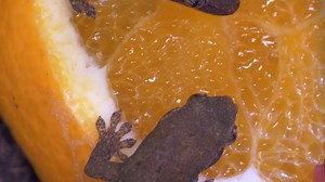 Gecko, Lizard, Reptile, Animal