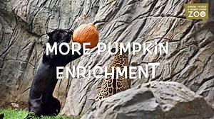 🎃Contest Alert! 🎃 Not one, but TWO chances to win Admission for 4 to our Howl-O-Ween Extravaganza👻 1️⃣ Tag a friend you'd like to bring to the event 2️⃣ Like AND share this post for another chance to win! *Participants are able to enter both portions of the contest! Tag, like, and share to increase your odds of winning!* | Animal World & Snake Farm Zoo