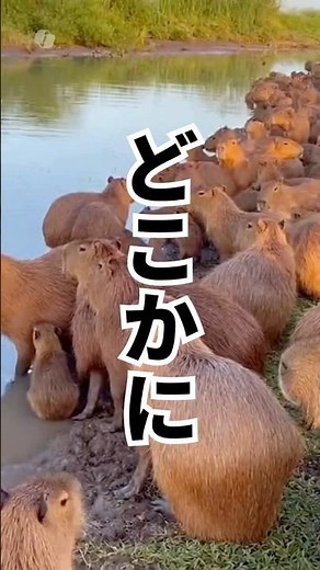 [Animal Hunt #129] In a herd of capybaras... there's one animal that's different!?