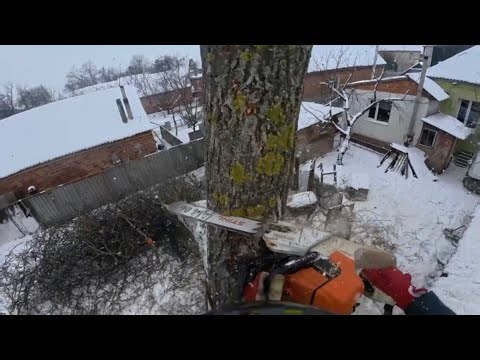 Removing a Dangerous Tree Near the House