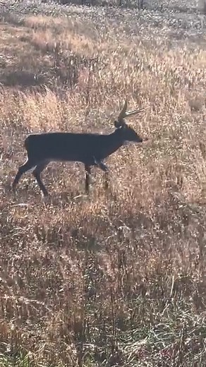 624K views · 4.2K reactions | Beautiful whitetail buck we stumbled across while exploring Tennessee! #wildlife #nature #deer | Adventure Archaeology And Southern Diggers | Facebook