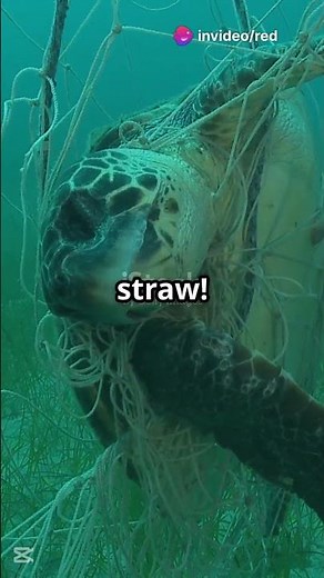 Shocking! Plastic Straw Removed from Sea Turtle’s Nose | Why We Must Ban Plastic Straws