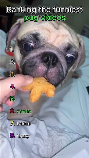 Ranking the funniest pug videos #funny #viral #ranking