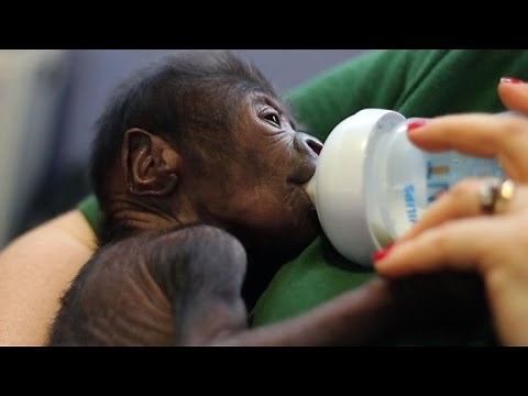 Naissance d'un bébé gorille par césarienne au zoo de Bristol