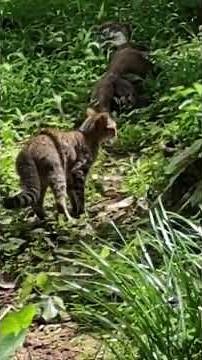 monitor lizard vs cat