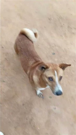 🥰❤️😘#cute #pets #labradar #trending #short #viral #memes #animals#viralvideo #shortfeed