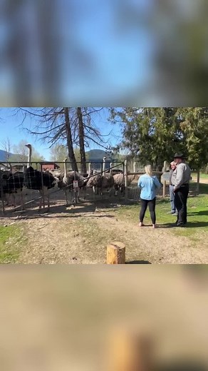 Farmers vs. Government: Protecting Ostriches With Disease Immunity! Farmers are fighting back against restrictive PCR testing on their ostriches! Discover how overly sensitive tests threaten their livelihoods and how these amazing birds hold the key to natural disease resistance. Join our fight to protect these animals and their unique genetic heritage! Follow the church of bubbles on youtube and facebook and SHARE THE MESSAGE! #OstrichFarming #PCRTesting #FarmersRights #DiseaseResistance #Natur