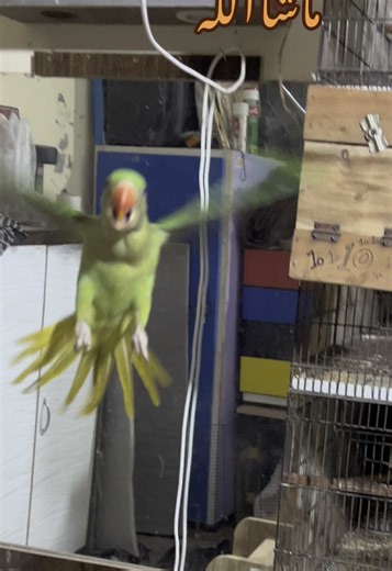 Tame Green Raw Parrot Flying in Action