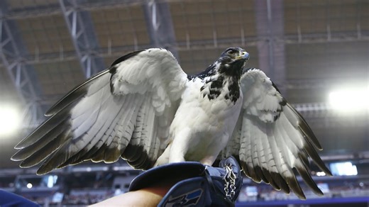 A Birder's Guide to Super Bowl 2026 | What is a Seahawk?