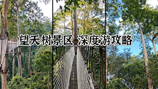 望天树景区就这样玩！既省钱又能深度体验