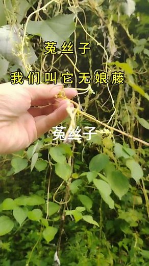 菟丝子，我们叫它无娘腾，因为它无根，但却药食同源，煮水熬汤，好家伙#你的家乡有这种植物吗 #识百草 @抖音创作小助手