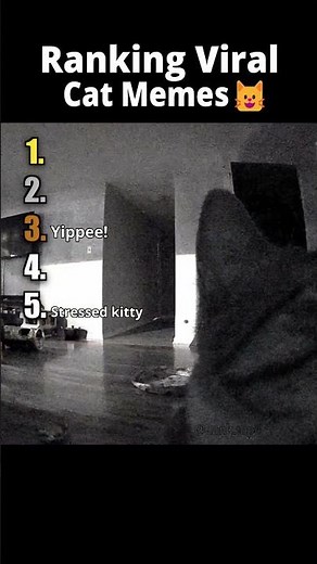 Ranking Viral Cat Memes