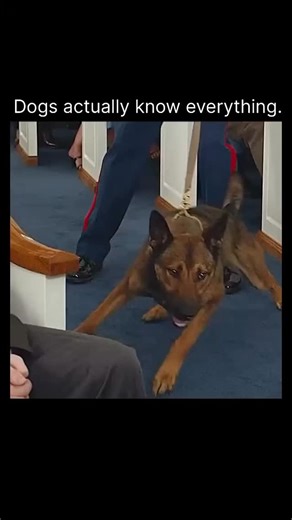 Moviewatcher on Instagram: "Max is a family action–drama film directed by Boaz Yakin. The story follows Max, a highly trained military dog who served with U.S. Marines in Afghanistan. Max’s handler, Kyle Wincott, is killed in action, leaving Max traumatized and unable to continue serving. The dog is brought back to the U.S., but because of his aggression and grief, no one is able to handle him—until Kyle’s younger brother, Justin Wincott, steps in. Justin is a rebellious teenager who struggles w