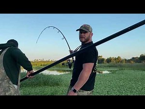 Central Florida large aligator hunt and bait rigging 🐊