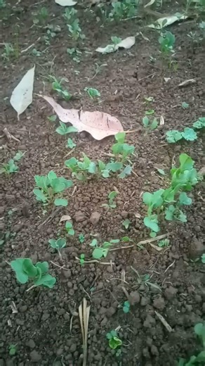 30,000 vegetables | 1000 headed kales | Kale farming | Vegetable farming #kale #farming #food #farm