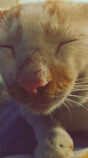 Amazing cat facts you probably didn’t know | 5 Cat "Superpowers" You Didn't Know!