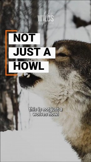 The Hidden Meaning Behind a Wolf’s Howl #animalsfacts #wolf #wildlife