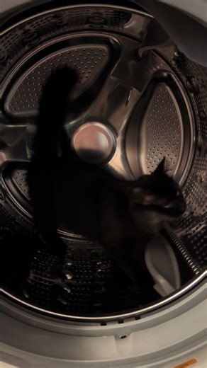 New toy unlocked I guess 🤣 I went to do laundry and Maple discovered the washing machine spins like her new cat wheel 😹 Don’t worry folks, I made sure she was out before proceeding with the laundry. 🧺 #maplethesiberiancat #blackcatsoftiktok #catsoftiktok #morningswithmaplethesiberian #cutekitten