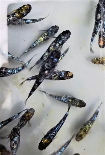 Colorful Medaka Rice Fish
