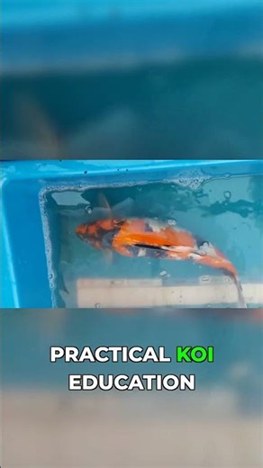 Name My Koi! Plus Color Improvement!